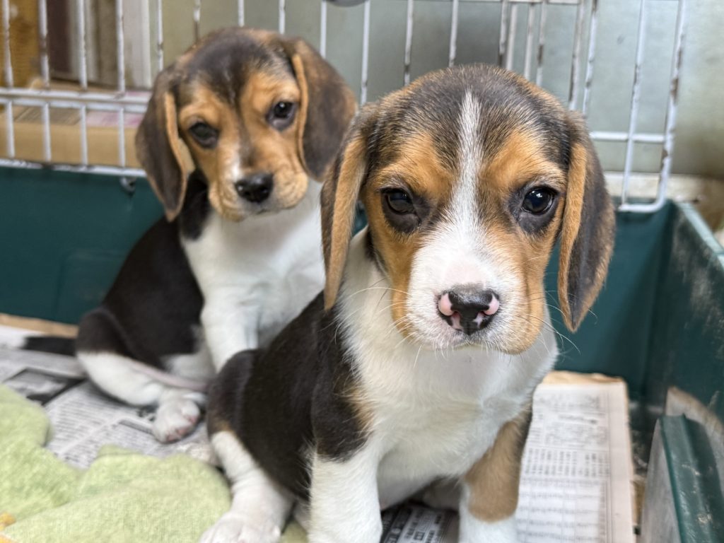 2026年01月01日生まれのビーグルの女の子