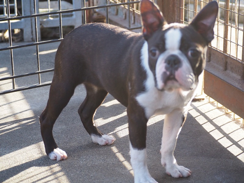 2023年8月4日生まれのボストンテリアの女の子
