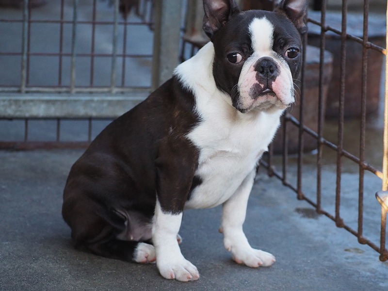 2023年8月4日生まれのボストンテリアの女の子