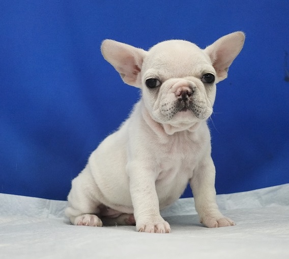 2024年9月06日生まれのクリームの女の子です。