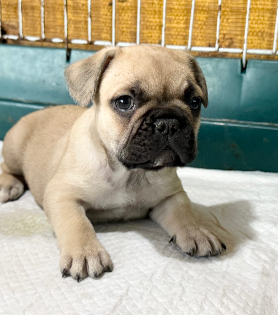 2024年8月22日生まれのフォーンの男の子。