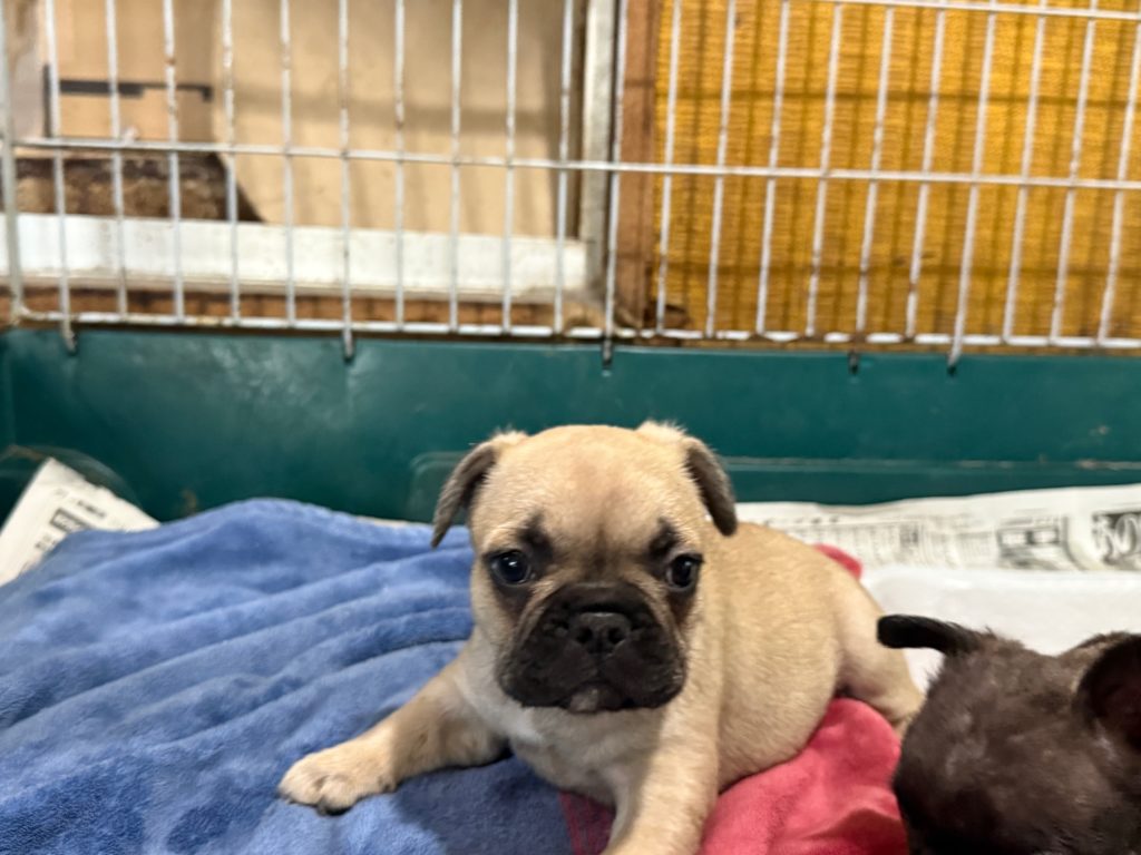 2024年8月22日生まれのフォーンの男の子。