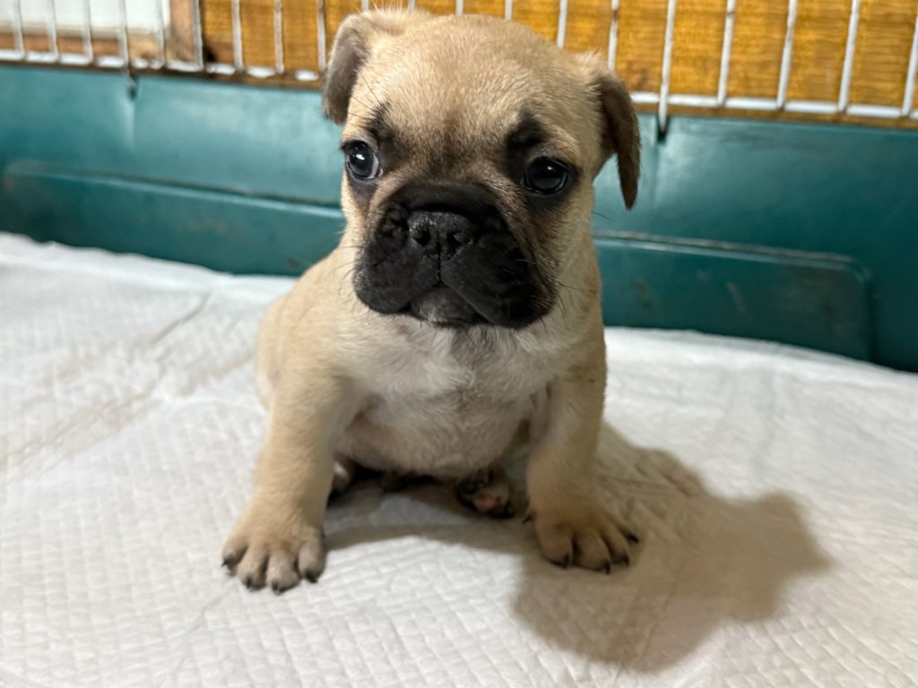 2024年8月22日生まれのフォーンの男の子。