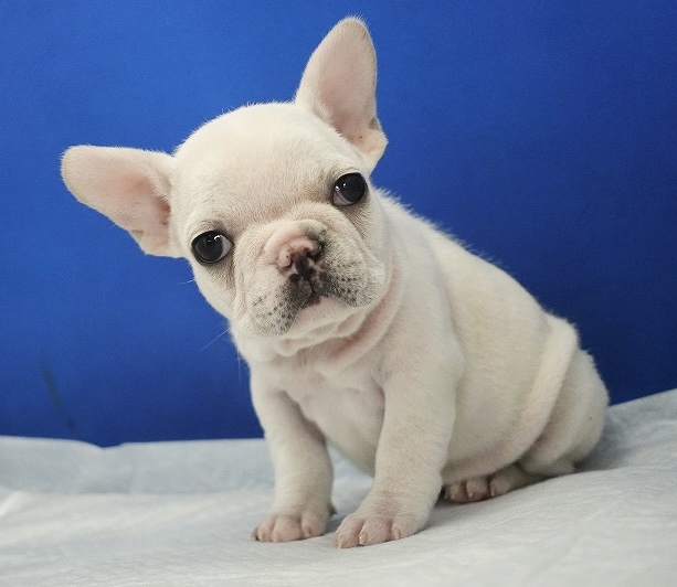 2024年9月06日生まれのクリームの女の子です。