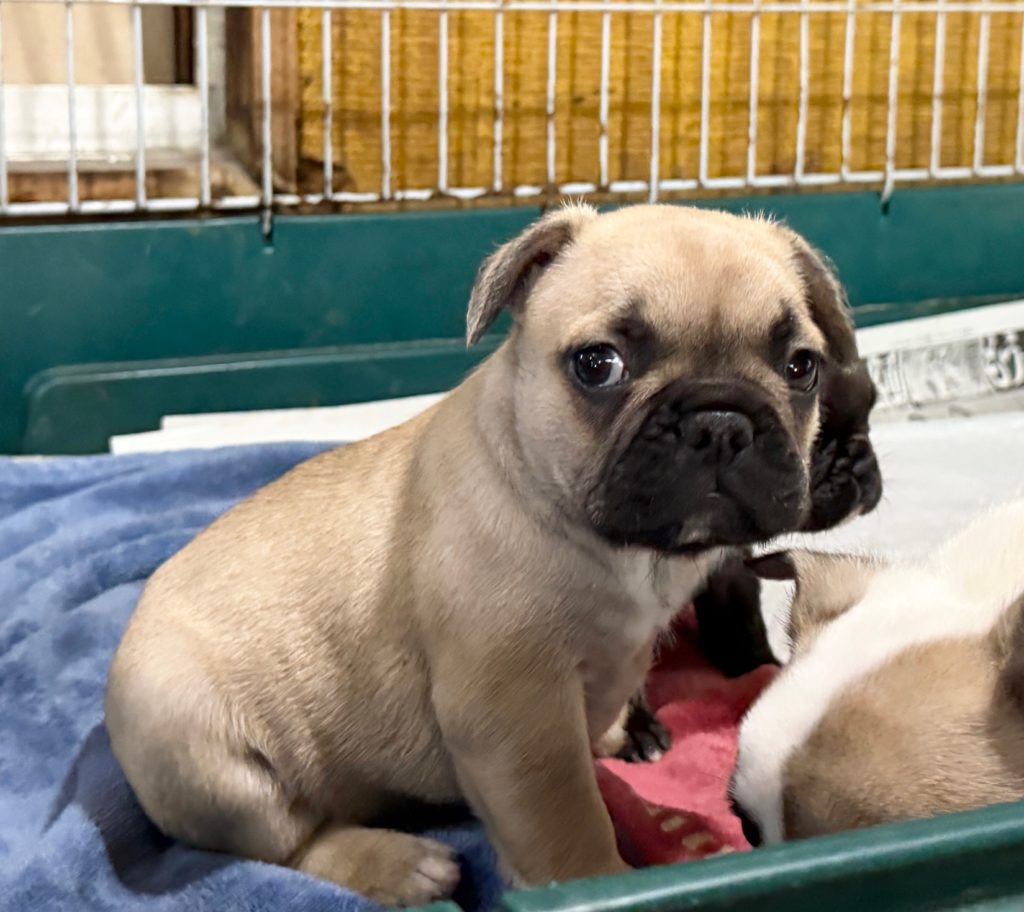 2024年8月22日生まれのフォーンの男の子。