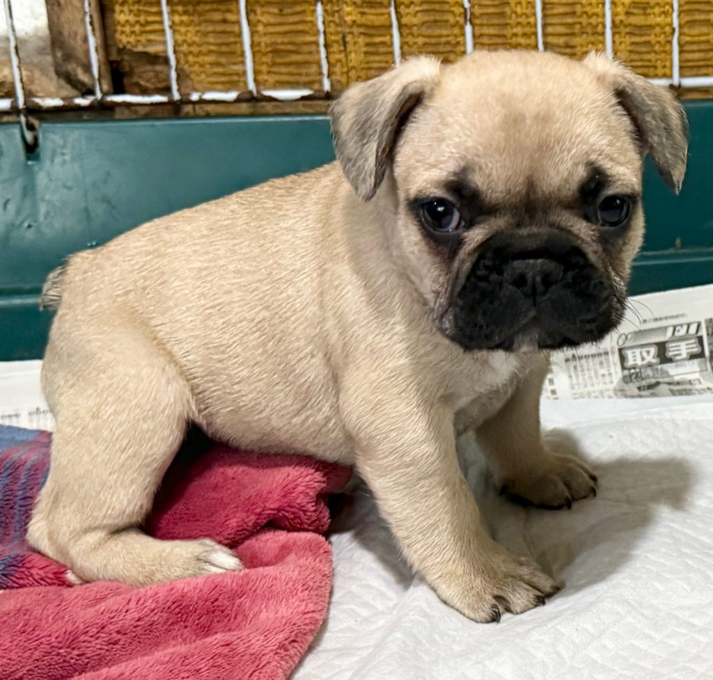 2024年8月22日生まれのフォーンの男の子。